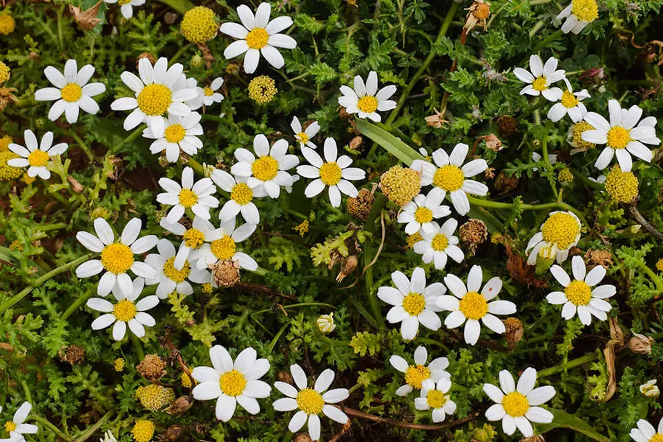 カモミールとリンデンで疲れた夏の体を癒す 安眠ハーブティーとは