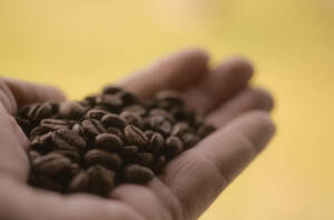コーヒー生産