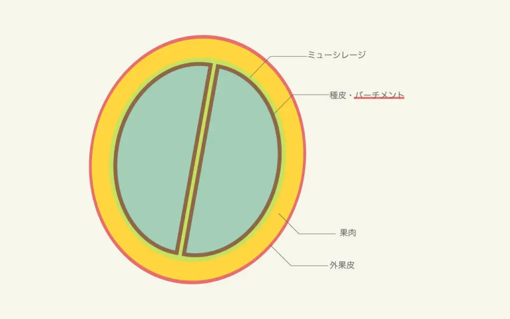 パーチメント 珈琲雑学 コーヒー豆を守る大切な殻