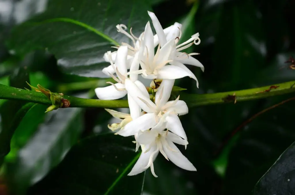 コーヒーの木について学ぼう 実は可憐な花を咲かせるんです