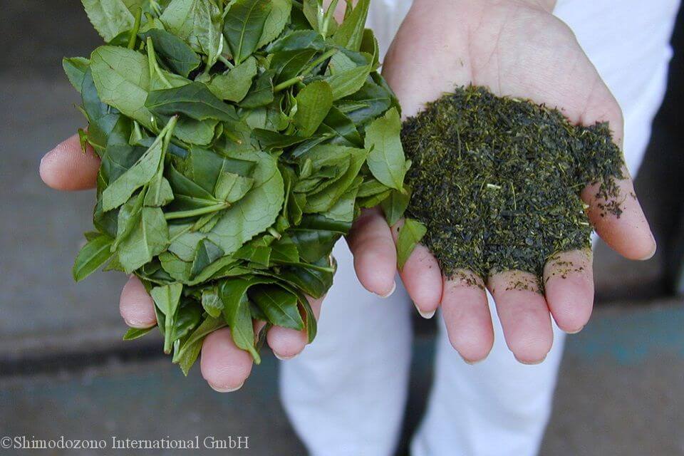 県鹿児島県南九州市で生産される茶葉