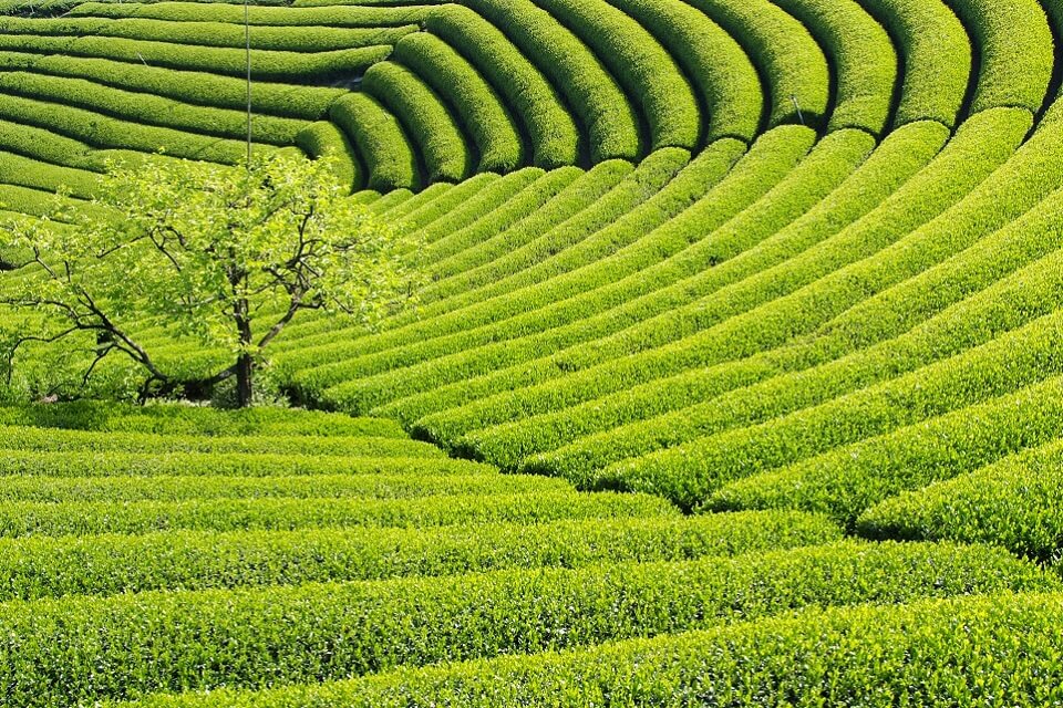 新茶の季節の茶畑
