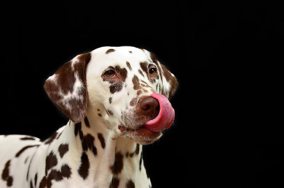 舌を出した犬