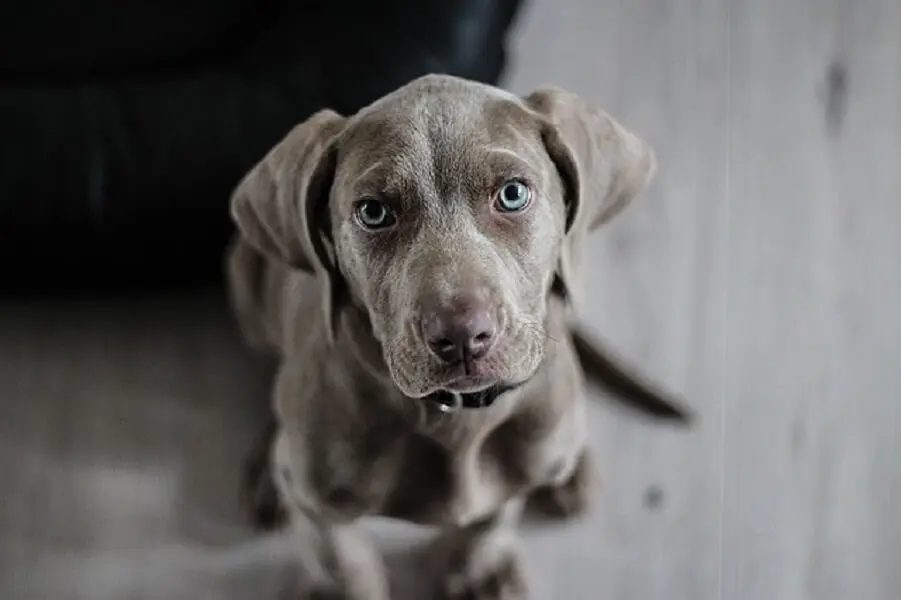 犬にコーヒーを飲ませても大丈夫 犬のためのコーヒー Rooffee をご紹介